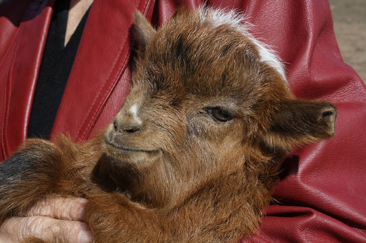 Where Luxury is Gathered: How the World’s Finest Cashmere is Collected