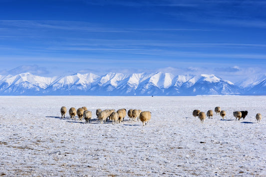 The Fascinating Journey of Cashmere: From Mongolian Farms to Your Wardrobe