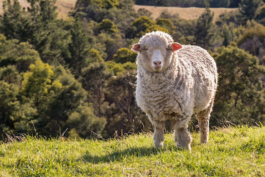 Merino vs. Cashmere: The Ultimate Cozy Showdown