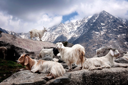 The Cashmere Goat: Unlocking the Biological Secrets Behind the Luxury