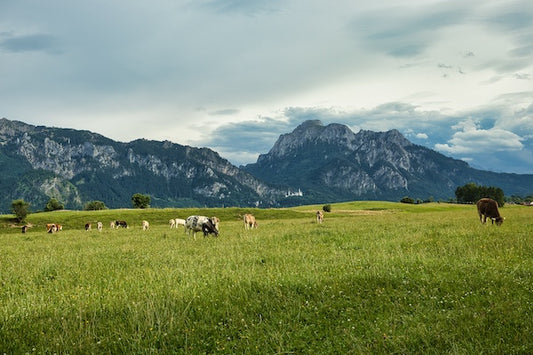 The Ultimate Guide to Cashmere: From Mongolian Steppes to Your Wardrobe